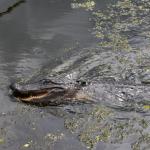 OTRA2014_1578 (September 03, 2014)